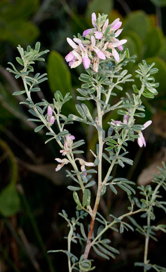 Indigofera brachystachya 