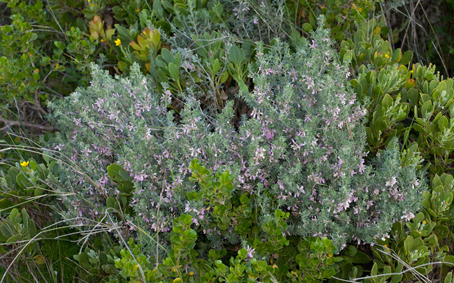 Indigofera brachystachya 