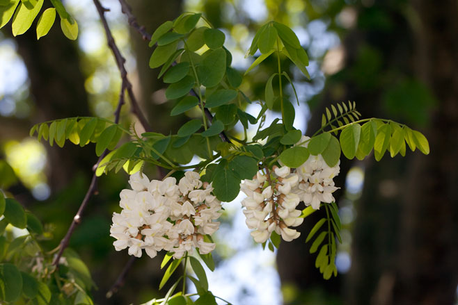 Robinia pseudoacacia (Black locust)