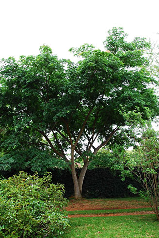 Albizia glaberrima