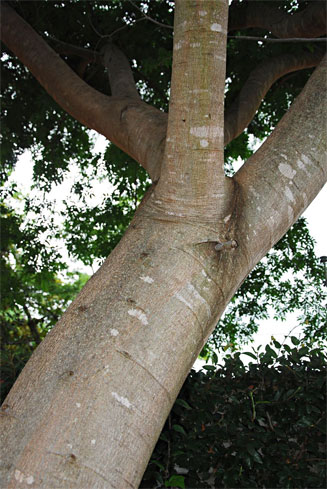 Albizia glaberrima