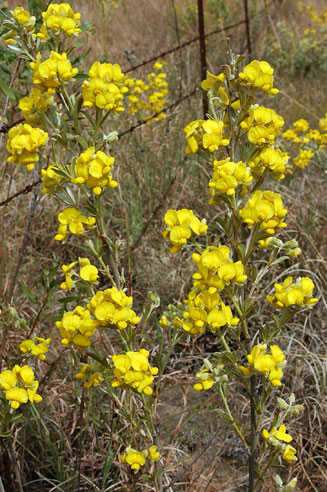 Argyrolobium wilmsii