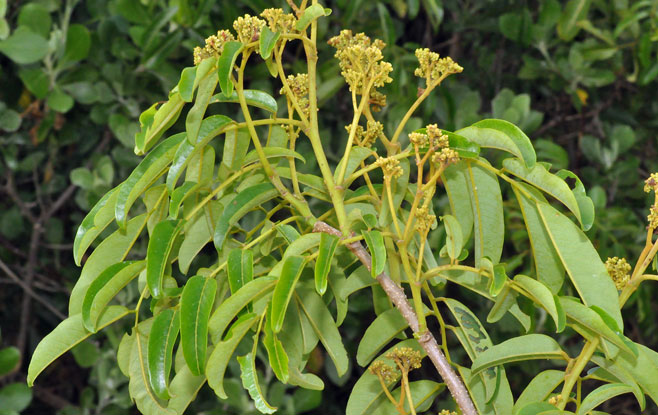 Dalbergia obovata (Climbing flat-bean)