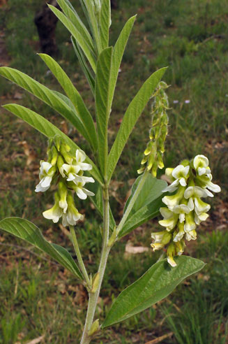 Eriosema simulans