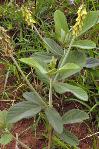 Eriosema naviculare