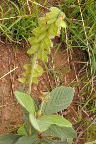 Eriosema naviculare