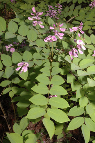 Millettia usaramensis