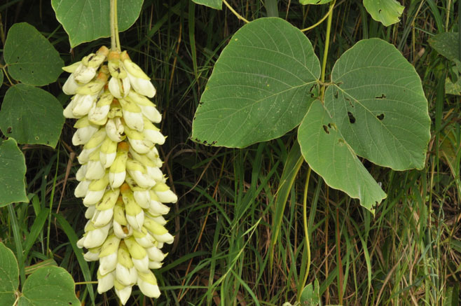 Mucuna ferox