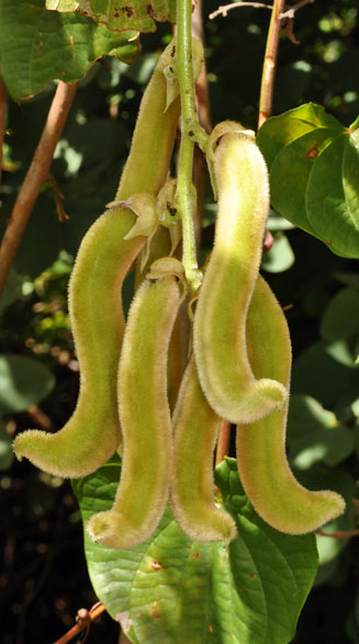 Mucuna pruriens (Cow itch, Bengal bean, Velvet bean)