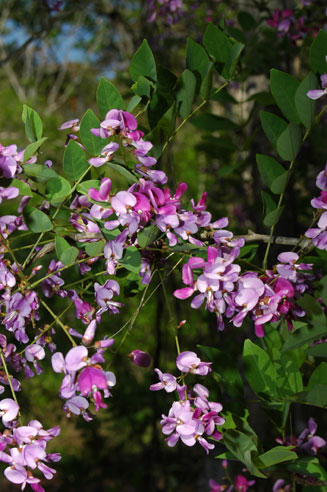 Millettia usaramensis