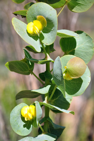 Rafnia amplexicaulis