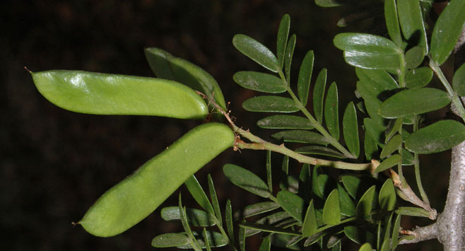 Umtiza listeriana