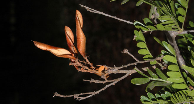Umtiza listeriana