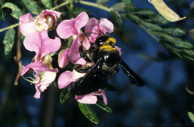 Virgilia oroboides