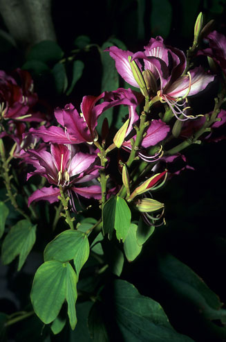Bauhinia variegata (Orchid tree)