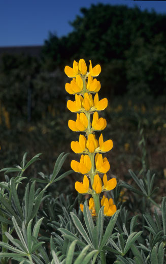 Lupinus luteus (Yellow lupin)