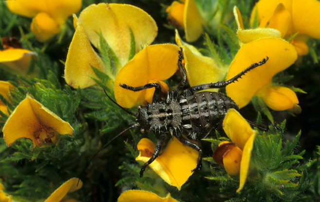 Aspalathus neglecta