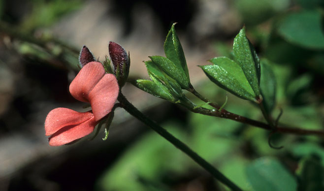 Indigofera gairdnerae 