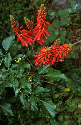 Erythrina humeana (Dwarf Erythrina)