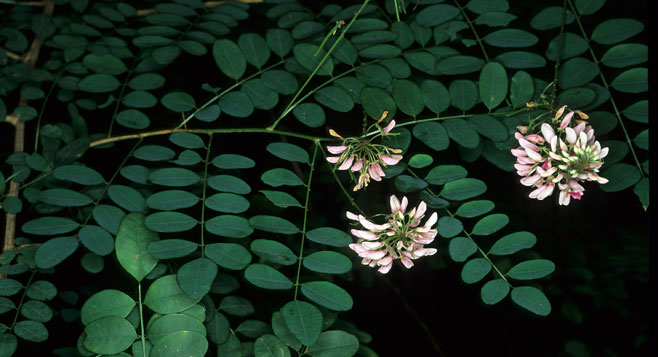 Indigofera frutescens (River Indigo)