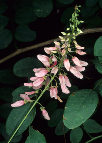 Indigofera frutescens (River Indigo)