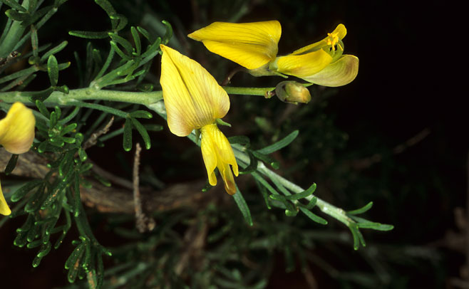 Calobota spinescens
