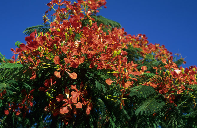Delonix regia (Flamboyant, Royal Poinciana)