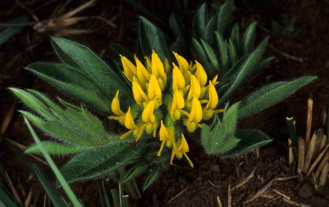 Lotononis corymbosa