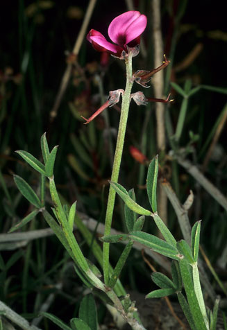 Indigofera complicata 