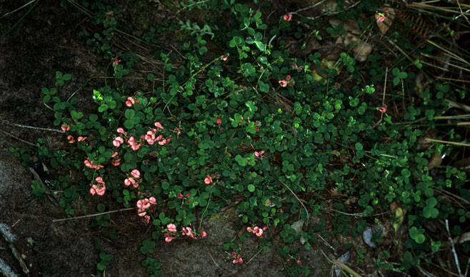 Indigofera gairdnerae 