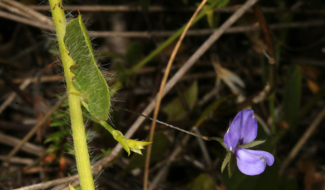 Psoralea asarina 