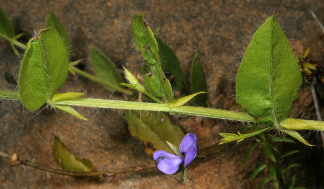 Psoralea asarina 
