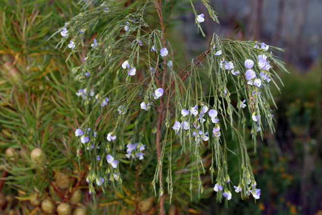 Psoralea aphylla