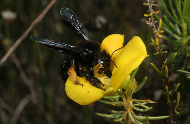 Cyclopia galioides 
