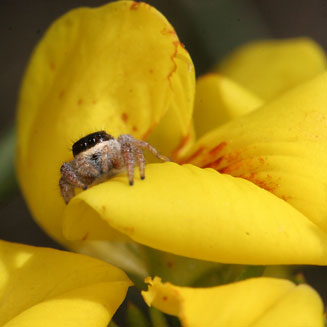 Cyclopia galioides 