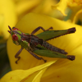 Cyclopia galioides 