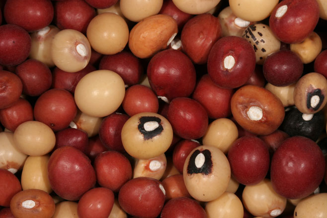 Vigna subterranea (Jugo bean, Bambara groundnut, African groundnut)