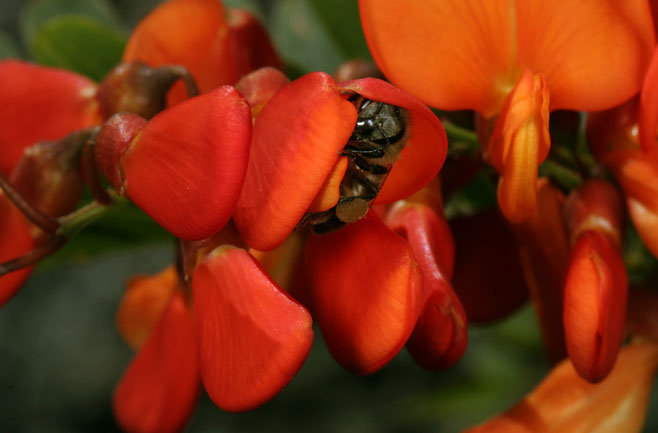 Sesbania punicea