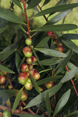 Acacia mearnsii (Black Wattle)