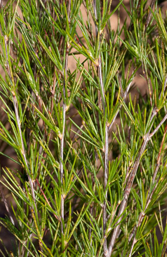 Aspalathus linearis (Rooibos tea)
