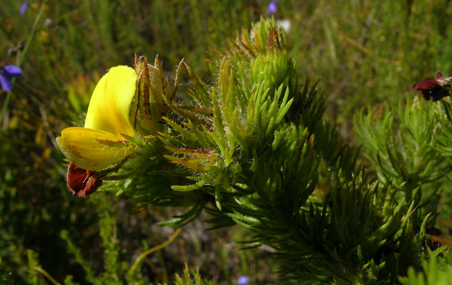 Aspalathus neglecta