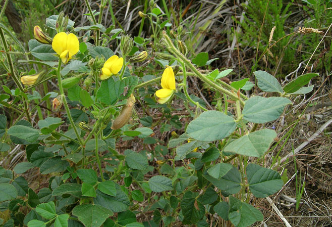 Bolusafra bituminosa