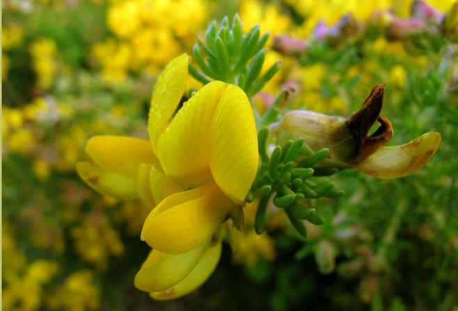 Aspalathus excelsa