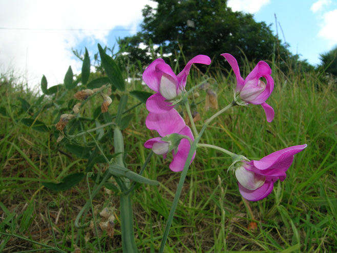 Lathyrus latifolius (Broad-leaved everlasting pea)