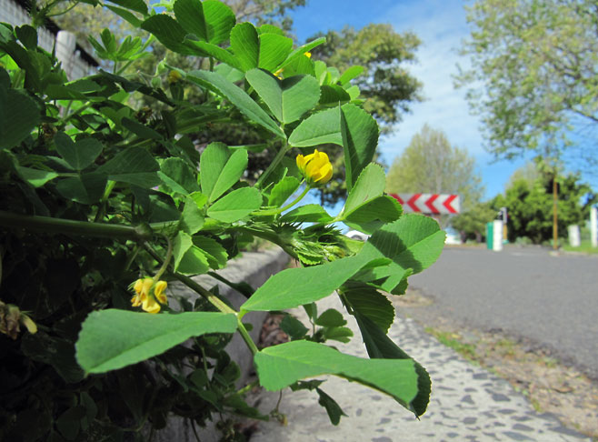 Medicago polymorpha (Toothed medick)