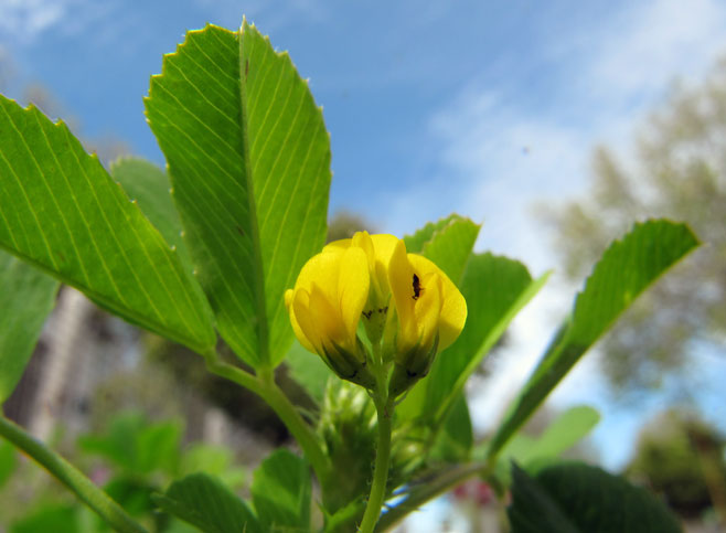 Medicago polymorpha (Toothed medick)