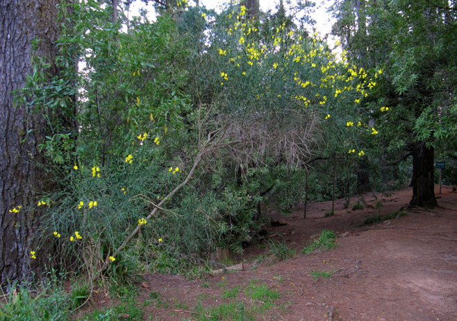 Spartium junceum (Spanish broom)