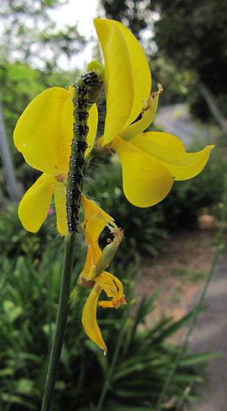 Spartium junceum (Spanish broom)
