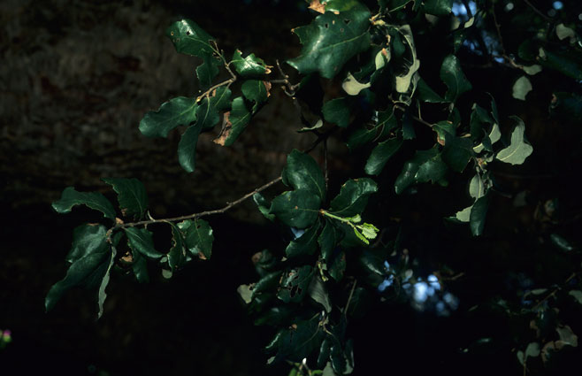 Quercus suber (Cork Oak)