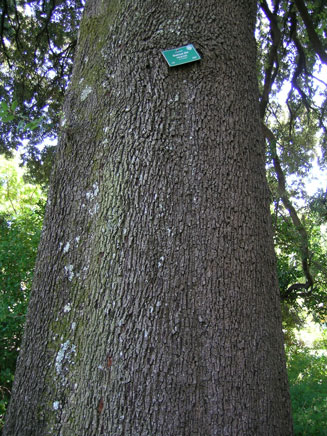 Quercus ilex (Holm oak, Holly oak) 